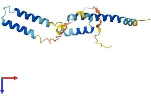 AlphaFold protein structure predicition of Human Recombinant HES2 Protein, UniprotID Q9Y543