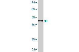 Western Blot detection against Immunogen (54.