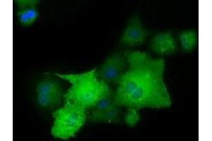 Anti-PAICS mouse monoclonal antibody (ABIN2453414) immunofluorescent staining of COS7 cells transiently transfected by pCMV6-ENTRY PAICS (RC215225). (PAICS anticorps)