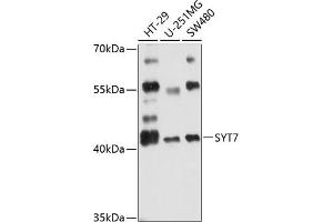Western blot analysis of extracts of various cell lines, using SYT7 antibody (ABIN6129754, ABIN6148793, ABIN6148794 and ABIN6216498) at 1:3000 dilution. (SYT7 anticorps  (AA 38-170))