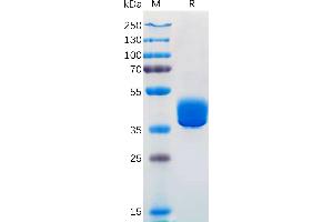 Adenosine A2a Receptor (ADORA2A) (AA 1-7) protein (Fc Tag)