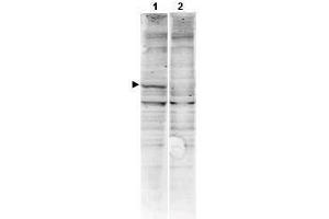 Western blot using  Affinity Purified anti-CaM Kinase II antibody shows detection of a band ~54 kDa corresponding to human alpha CaM Kinase II (arrowhead lane 1). (CAMK2A anticorps  (AA 6-23))
