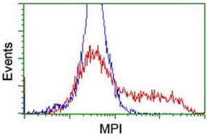 HEK293T cells transfected with either RC208134 overexpress plasmid (Red) or empty vector control plasmid (Blue) were immunostained by anti-MPI antibody (ABIN2455805), and then analyzed by flow cytometry. (MPI anticorps)