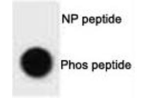 Dot blot analysis of phospho-ULK1 antibody.