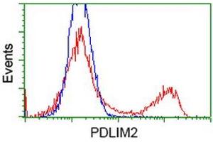 HEK293T cells transfected with either RC210022 overexpress plasmid (Red) or empty vector control plasmid (Blue) were immunostained by anti-PDLIM2 antibody (ABIN2454456), and then analyzed by flow cytometry. (PDLIM2 anticorps)