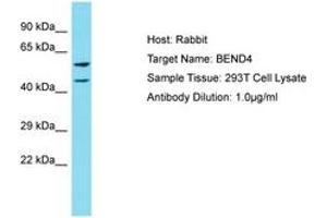 Image no. 1 for anti-BEN Domain Containing 4 (BEND4) (AA 435-484) antibody (ABIN6750808) (BEND4 anticorps  (AA 435-484))
