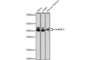 Western blot analysis of extracts of various cell lines, using hnRNP C Rabbit mAb (ABIN7267629) at 1:1000 dilution. (HNRNPC anticorps)