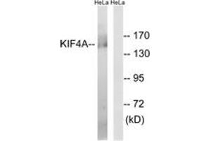 Western blot analysis of extracts from HeLa cells, using KIF4A Antibody. (KIF4A anticorps  (AA 1171-1220))