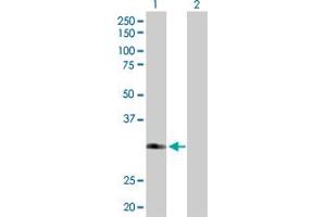 Western Blot analysis of FBXO6 expression in transfected 293T cell line by FBXO6 MaxPab polyclonal antibody. (FBXO6 anticorps  (AA 1-293))