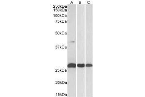AP32149PU-N (0. (DUSP6 anticorps  (C-Term))