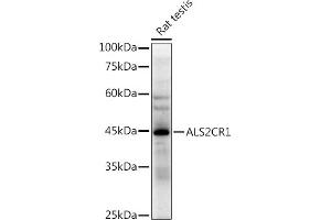 Western blot analysis of extracts of Rat testis, using (ABIN7268912) at 1:500 dilution. (NIF3L1 anticorps)