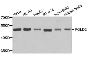 Western blot analysis of extracts of various cell lines, using POLD2 antibody. (POLD2 anticorps  (AA 120-360))