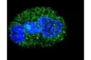 Confocal immunofluorescent analysis of HNF1A antibody with HepG2 cells followed by Alexa Fluor 488-conjugated goat anti-rabbit lgG (green). (HNF1A anticorps  (AA 177-205))