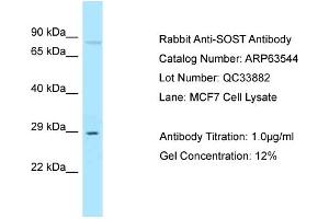 Western Blotting (WB) image for anti-Sclerostin (SOST) (N-Term) antibody (ABIN2789538)