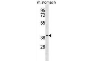 Western Blotting (WB) image for anti-Casein Kinase 2, alpha Prime Polypeptide (CSNK2A2) antibody (ABIN2997549)