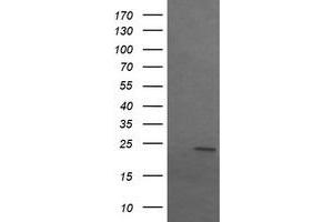 Image no. 2 for anti-Sex Determining Region Y (SRY) antibody (ABIN1501139) (SRY anticorps)