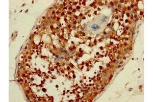 IHC image of ABIN7165006 diluted at 1:200 and staining in paraffin-embedded human testis tissue performed on a Leica BondTM system.