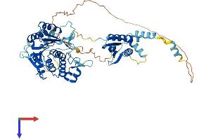 AlphaFold protein structure predicition of Mouse Recombinant Mettl16 Protein, UniprotID Q9CQG2