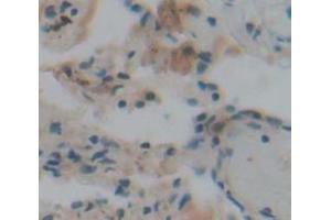 IHC-P analysis of Human Tissue, with DAB staining. (BPIFA1 anticorps  (AA 20-256))
