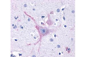 Anti-GPR32 antibody  ABIN1048799 IHC staining of human brain, cortex.