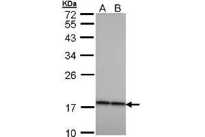 WB Image Sample (30 ug of whole cell lysate) A: H1299 B: HeLa 12% SDS PAGE antibody diluted at 1:1000