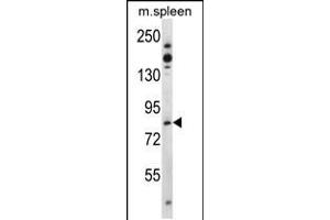 Western blot analysis in mouse spleen tissue lysates (35ug/lane). (Tiparp anticorps  (N-Term))