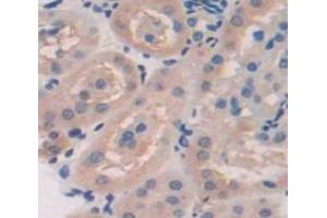 IHC-P analysis of Mouse Tissue, with DAB staining. (Biglycan anticorps  (AA 53-166))