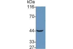Detection of TNFRSF19L in Mouse Skeletal muscle lysate using Polyclonal Antibody to Tumor Necrosis Factor Receptor Superfamily, Member 19 Like Protein (TNFRSF19L) (TNFRSF19 anticorps  (AA 41-161))