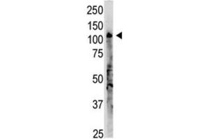 Western Blotting (WB) image for anti-2'-5' Oligoadenylate Synthetase 3 (OAS3) antibody (ABIN3002560) (OAS3 anticorps)