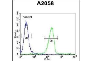 GSN Antibody (C-term) (ABIN6242367 and ABIN6578988) flow cytometric analysis of  cells (right histogram) compared to a negative control cell (left histogram).