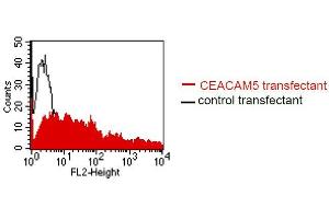FACS analysis of BOSC23 cells using MUS. (CEACAM5/6 anticorps)