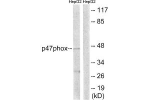 Western blot analysis of extracts from HepG2 cells, treated with TNF (20ng/ml, 5mins), using p47 phox (epitope around residue 345) antibody. (NCF1 anticorps  (Ser345))