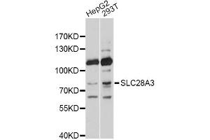 Western blot analysis of extracts of various cell lines, using SLC28A3 antibody. (SLC28A3 anticorps)