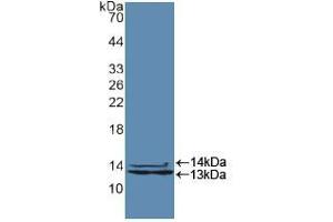 Western blot analysis of recombinant Human HNRPA2B1. (HNRNPA2B1 anticorps  (AA 21-103))