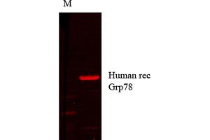 Western Blot analysis of Human cell lysates showing detection of GRP78 protein using Mouse Anti-GRP78 Monoclonal Antibody, Clone 1H11-1H7 . (GRP78 anticorps  (Atto 390))
