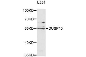 Western blot analysis of extracts of U-251MG cells, using DUSP10 antibody (ABIN5996060) at 1/1000 dilution. (DUSP10 anticorps)