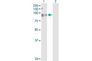 Western Blot analysis of C7 expression in transfected 293T cell line by C7 MaxPab polyclonal antibody.