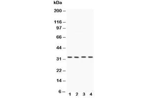Western blot testing of Caspase-7 antibody and Lane 1:  HeLa (Caspase 7 anticorps  (AA 237-255))