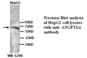 Image no. 1 for anti-Angiopoietin-Like 6 (ANGPTL6) (N-Term) antibody (ABIN790998) (ANGPTL6 anticorps  (N-Term))