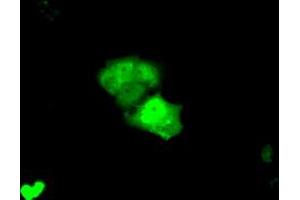Anti-KHK mouse monoclonal antibody (ABIN2453194) immunofluorescent staining of COS7 cells transiently transfected by pCMV6-ENTRY KHK (RC202424). (Ketohexokinase anticorps)