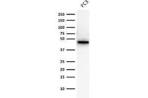 Western Blot Analysis of human Prostate Cancer PC-3 cell lysate Cytokeratin 19 Mouse Monoclonal Antibody (A53-B/A2.