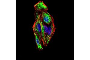 Immunofluorescence analysis of Hela cells using SNAI2 mouse mAb (green). (SLUG anticorps  (AA 100-200))