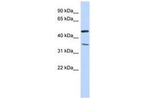 Image no. 1 for anti-Family with Sequence Similarity 81, Member B (FAM81B) (N-Term) antibody (ABIN6741214) (FAM81B anticorps  (N-Term))