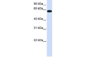 Western Blotting (WB) image for anti-Heparan Sulfate 6-O-Sulfotransferase 3 (HS6ST3) antibody (ABIN2459261) (HS6ST3 anticorps)