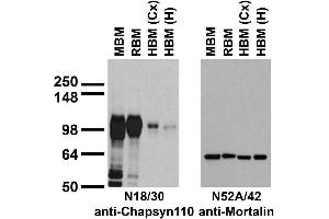 Immunoblot against crude membranes from whole adult mouse brain (MBM) or rat brain (RBM) and from human cerebral cortex [HBM(Cx)] or hippocampus [HBM(H)] probed with N18/30 (left) or N52A/42 (right) TC supe. (DLG2 anticorps  (AA 1-852))