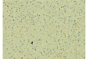 ABIN6272908 at 1/100 staining Mouse brain tissue by IHC-P. (UBAP1 anticorps)
