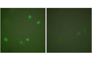 Immunofluorescence analysis of COS7 cells, using HDAC3 Antibody. (HDAC3 anticorps  (AA 379-428))