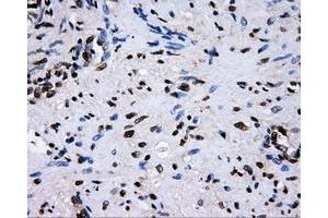 Image no. 8 for anti-RalA Binding Protein 1 (RALBP1) antibody (ABIN1500585)
