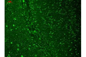 Immunohistochemistry analysis using Mouse Anti-CaV1.