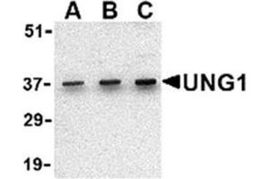 Image no. 2 for anti-Uracil-DNA Glycosylase (UNG) (N-Term) antibody (ABIN318787) (UNG anticorps  (N-Term))